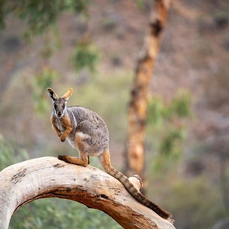Arkaroola Wilderness Sanctuary 호텔 외부 사진