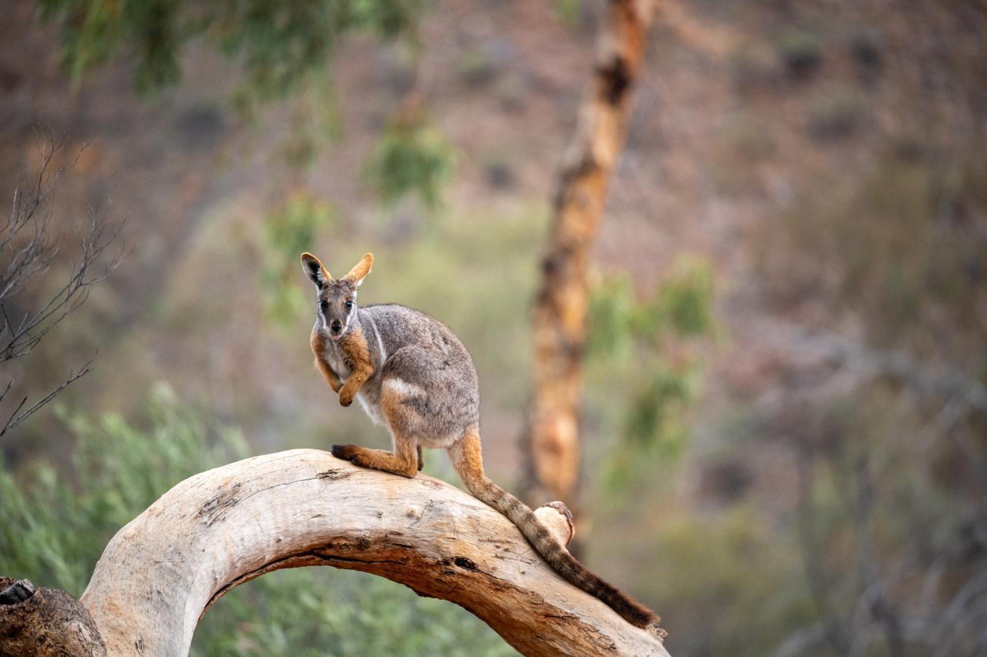 Arkaroola Wilderness Sanctuary 호텔 외부 사진